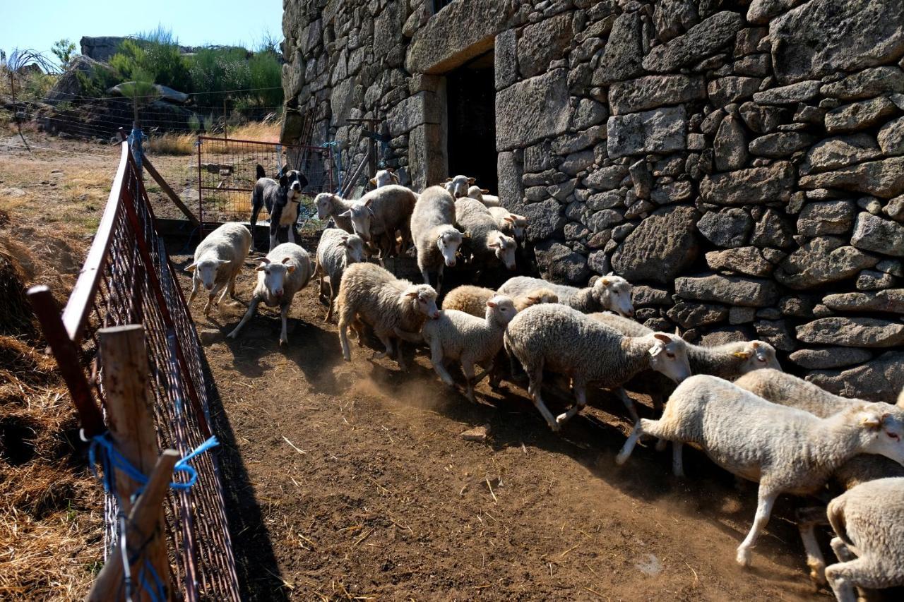 הוילה Alijó Quinta Do Chaozinho מראה חיצוני תמונה