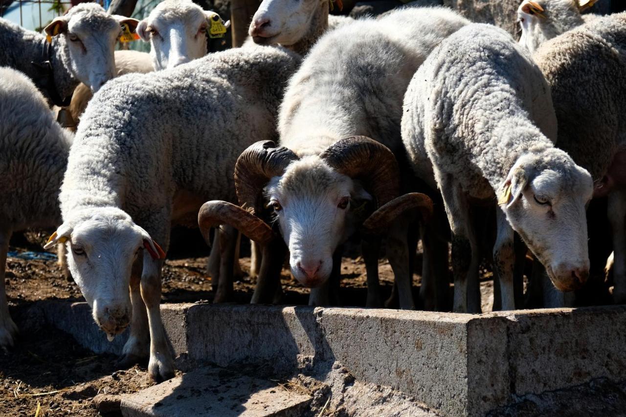הוילה Alijó Quinta Do Chaozinho מראה חיצוני תמונה